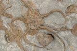 Plate Of Brittle Star & Carpoid Fossils - El Kaid Rami #225766-1